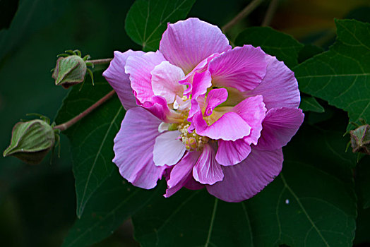 木芙蓉,木莲,芙蓉花