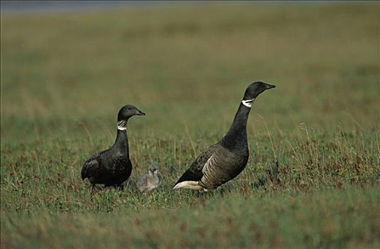 黑色,黑雁,一对,幼禽,西伯利亚