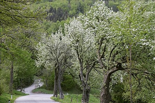 道路,盛开,梨树,下奥地利州