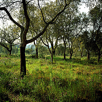 葡萄牙,栓皮栎,树