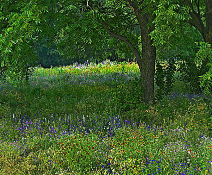 野花,州立公园,阿肯色州