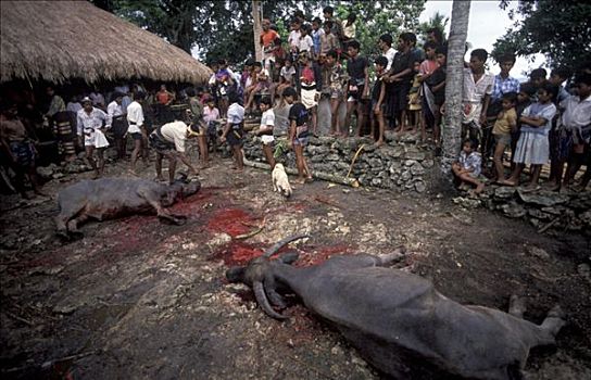 屠宰,水牛,乡村,印度尼西亚