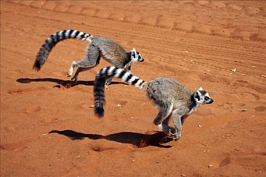 节尾狐猴,狐猴,成年,跑,禁猎区,马达加斯加,非洲