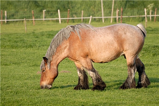 马,牧场,荷兰