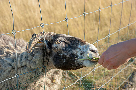 绵羊,看穿,铁丝栅栏,梅克伦堡前波莫瑞州,德国,欧洲