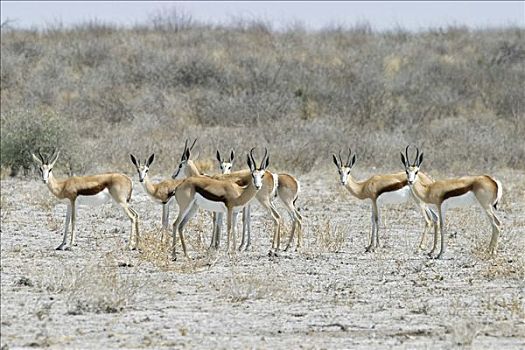 跳羚,牧群,中心,卡拉哈里沙漠,博茨瓦纳,非洲