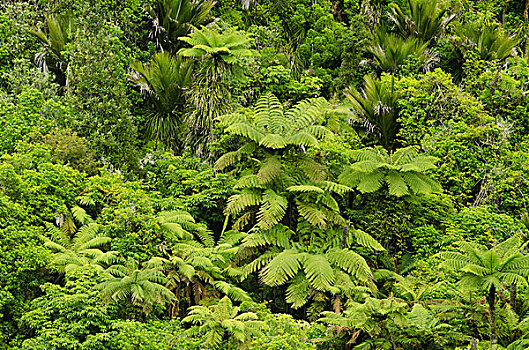 雨林,植被,桫椤,北岛,新西兰,大洋洲