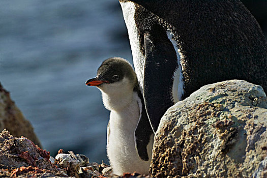 巴布亚企鹅,母亲,湾,南极