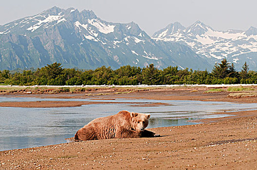 大灰熊,棕熊,卧,河,阿拉斯加,美国