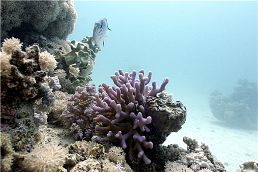 珊瑚礁,丁香,珊瑚,异域风情,鱼,仰视,红海,埃及
