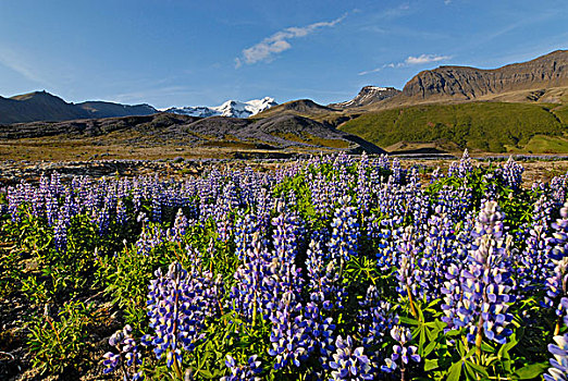 羽扇豆,羽扇豆属,斯卡夫塔菲尔国家公园,冰岛,欧洲