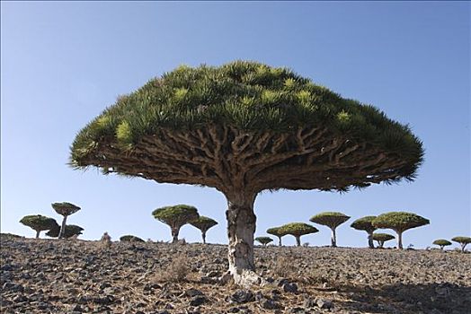 也门,索科特拉岛,龙血树属