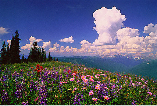 高山,野花,爱达荷,顶峰,塞尔扣克山,不列颠哥伦比亚省,加拿大