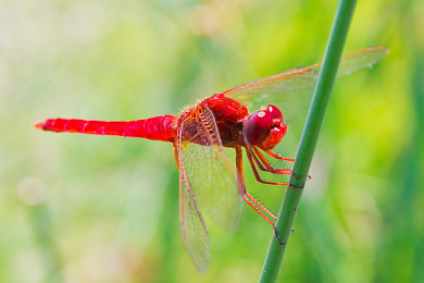 红蜻蜓目图片