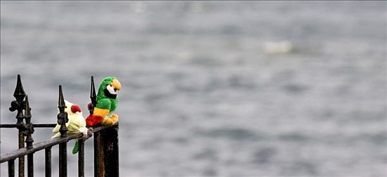 帽子,湾,2005年,玩具,鹦鹉,坐,栅栏,上方,海洋