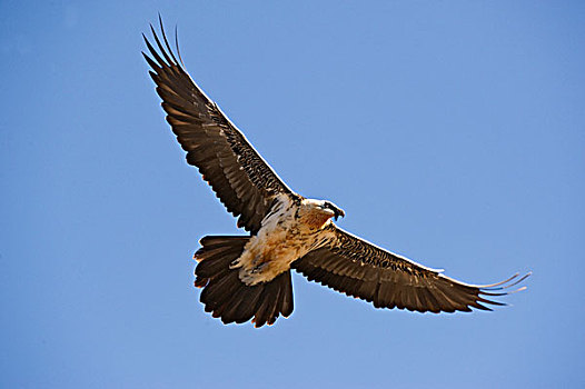 胡兀鹫,飞行,比利牛斯山脉,西班牙,欧洲