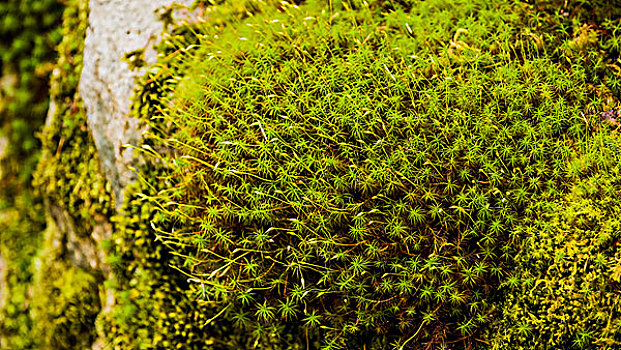 苔藓,岩面,不列颠哥伦比亚省,加拿大