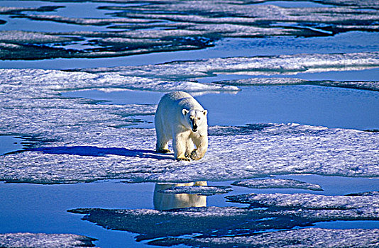 北极熊,猎捕,浮冰,斯瓦尔巴群岛,北极,挪威