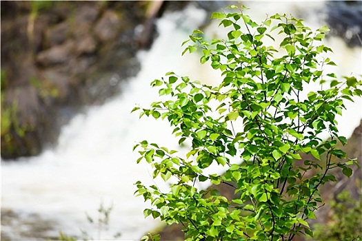 桦树,背景,瀑布