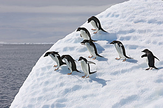 线条,阿德利企鹅,跟从,平衡,道路,脸,冰山
