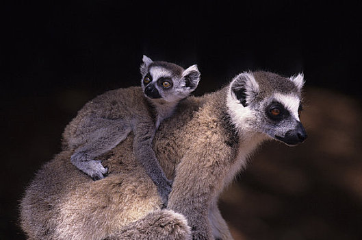 马达加斯加,节尾狐猴,幼仔,特写