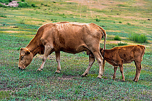 母牛,吮,幼兽,国家公园,蒙古,亚洲