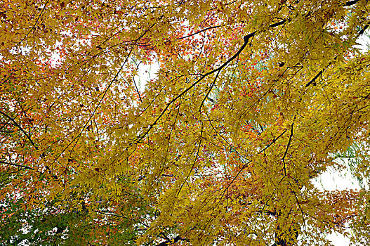 秋色,道路,树叶