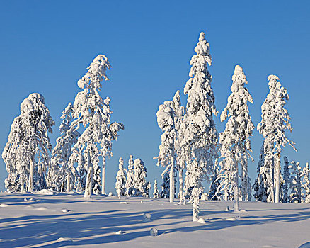 库萨莫,北方,省,芬兰