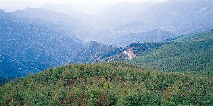 长江三峡沿岸的人造林