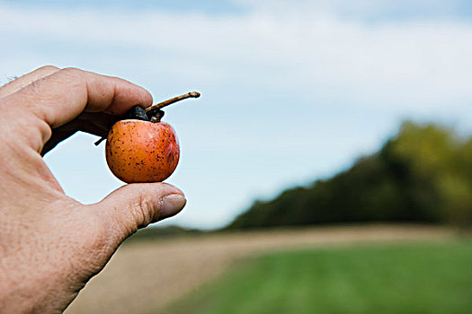 农民,握着,向上,柿子,水果,密苏里,美国
