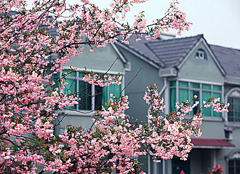 春花,雨,民居,房子,住宅