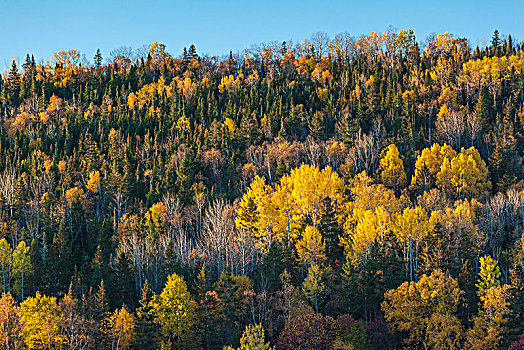 加拿大,魁北克,加斯佩半岛,伽斯佩,秋天,树