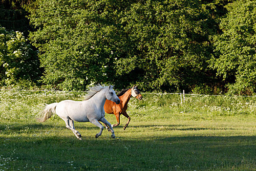 马在草地上奔跑图片图片