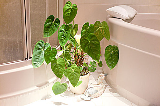 绿色植物,浴室