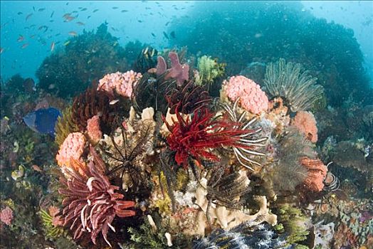 珊瑚礁景,羽毛,星,科莫多岛,印度尼西亚