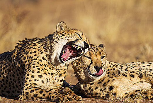 印度豹,猎豹,两个,兄弟,打理,哈欠,俘获,纳米比亚,非洲