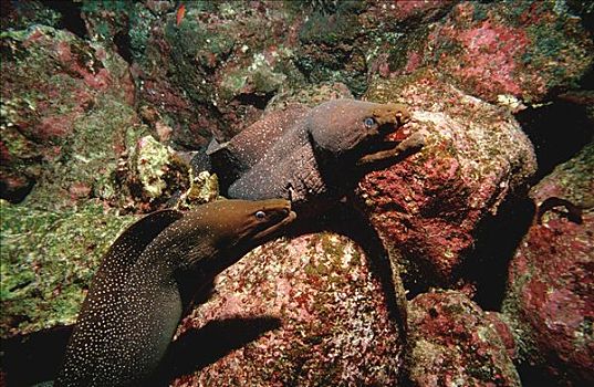 海鳗,裸胸鳝属