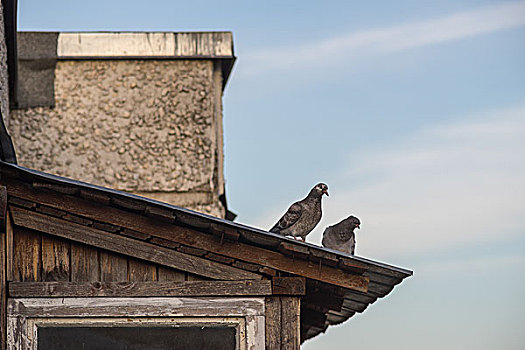 两个,灰色,野生,鸽子,站立,屋顶,郊区,房子