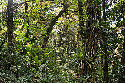 雾林,自然保护区,阿拉胡埃拉,省,哥斯达黎加,北美