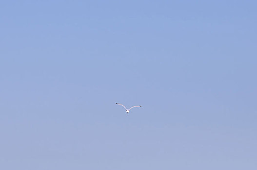 一个,海鸥,飞翔,宽,晴空,背景