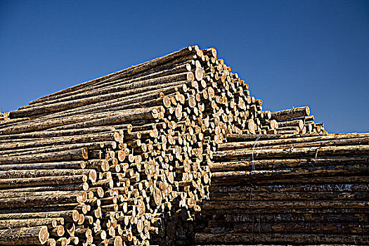俄勒冈,堆放,木料,伐木,公司