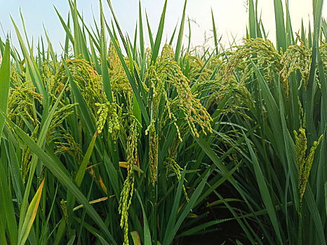 沉甸甸稻穗,稻米