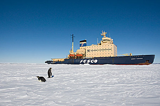 帝企鹅,一对,正面,俄罗斯,破冰船,南极