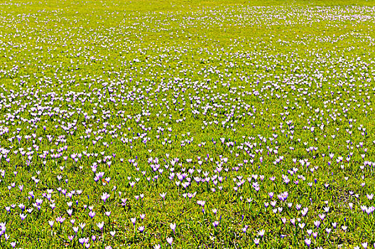 地点,藏红花,春天,胡苏姆,石荷州,德国