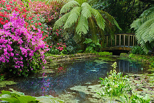 水塘,花,杜鹃属植物,桫椤,花园,靠近,康沃尔,英格兰,英国