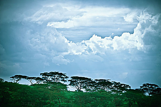 树,阴天,肯尼亚