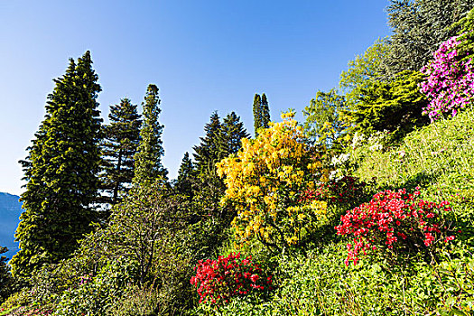 花,杜鹃花属植物,杜鹃花,针叶树,公园,春天,凯洛纳,卢加诺,提契诺河,瑞士