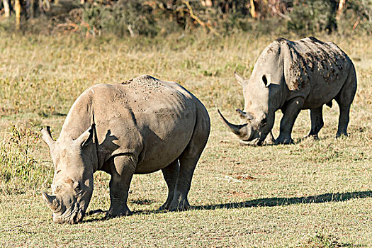 白色,犀牛,进食,纳库鲁湖国家公园,肯尼亚,非洲