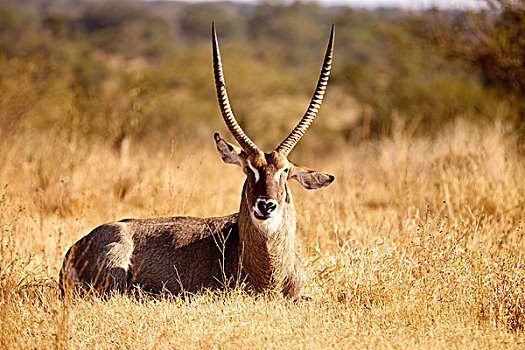 水羚,雄性,克鲁格国家公园,南非,非洲