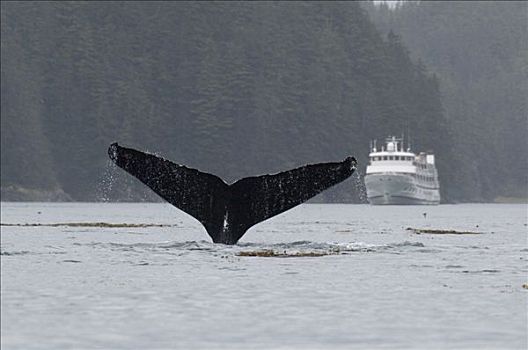 驼背鲸,大翅鲸属,鲸鱼,尾部,正面,游船,脆弱,东南阿拉斯加